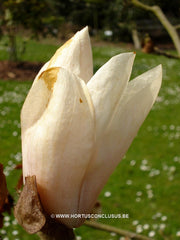 Magnolia 'Helen Fogg' - Sierboom - Hortus Conclusus  - 8
