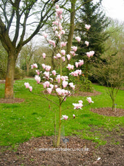 Magnolia 'Helen Fogg' - Sierboom - Hortus Conclusus  - 9