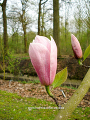 Magnolia 'Helen Fogg' - Sierboom - Hortus Conclusus  - 10