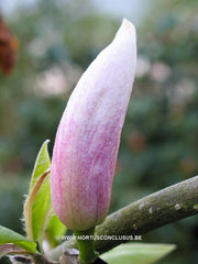 Magnolia 'Helen Fogg' - Sierboom - Hortus Conclusus  - 11