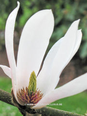 Magnolia 'Helen Fogg' - Sierboom - Hortus Conclusus  - 12