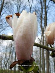Magnolia 'Helen Fogg' - Sierboom - Hortus Conclusus  - 13