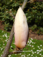 Magnolia 'Helen Fogg' - Sierboom - Hortus Conclusus  - 14