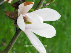 Magnolia 'Helen Fogg' - Sierboom - Hortus Conclusus  - 15