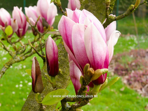 Magnolia 'Hong Yun'