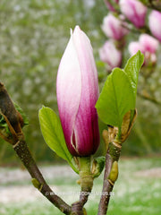 Magnolia 'Hong Yun' - Sierboom - Hortus Conclusus  - 2
