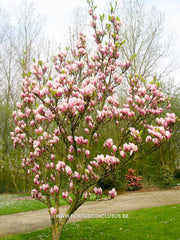 Magnolia 'Hong Yun' - Sierboom - Hortus Conclusus  - 4