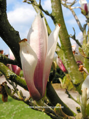 Magnolia 'Hong Yun' - Sierboom - Hortus Conclusus  - 5
