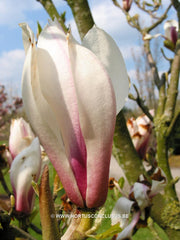 Magnolia 'Hong Yun' - Sierboom - Hortus Conclusus  - 6