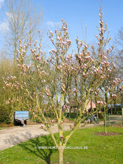 Magnolia 'Hong Yun' - Sierboom - Hortus Conclusus  - 8