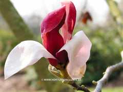 Magnolia 'Hot Lips' - Sierboom - Hortus Conclusus  - 1