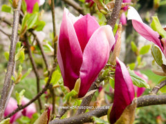 Magnolia 'Hot Lips' - Sierboom - Hortus Conclusus  - 3