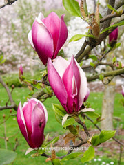 Magnolia 'Hot Lips' - Sierboom - Hortus Conclusus  - 5