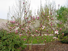 Magnolia 'Hot Lips' - Sierboom - Hortus Conclusus  - 6