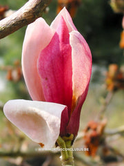 Magnolia 'Hot Lips' - Sierboom - Hortus Conclusus  - 8