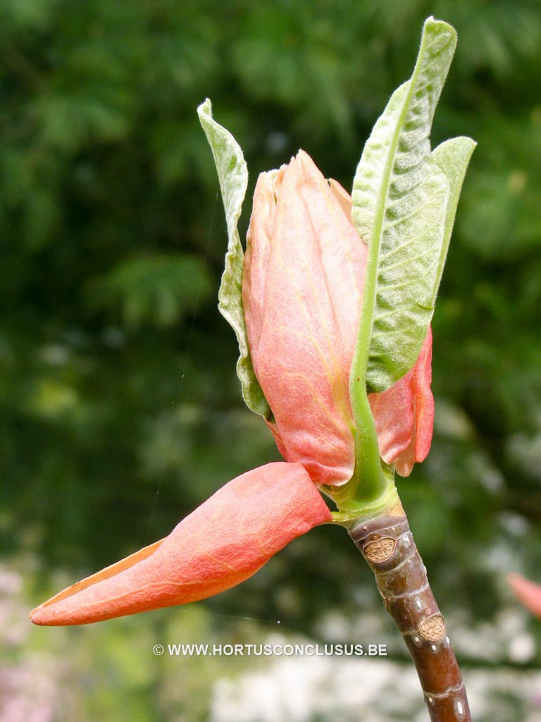 Magnolia hypoleuca - Sierboom - Hortus Conclusus  - 1