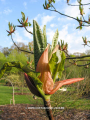 Magnolia hypoleuca - Sierboom - Hortus Conclusus  - 2