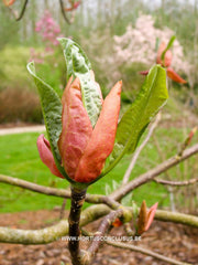 Magnolia hypoleuca - Sierboom - Hortus Conclusus  - 3