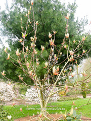 Magnolia hypoleuca - Sierboom - Hortus Conclusus  - 4
