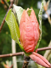Magnolia hypoleuca - Sierboom - Hortus Conclusus  - 5