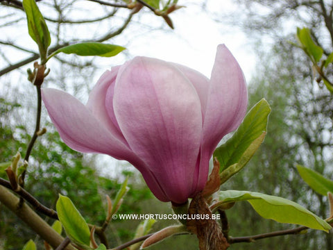 Magnolia 'Iolanthe'