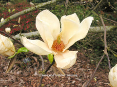 Magnolia 'Ivory Chalice' - Sierboom - Hortus Conclusus  - 1