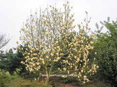Magnolia 'Ivory Chalice' - Sierboom - Hortus Conclusus  - 2