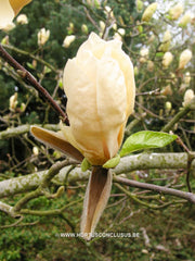Magnolia 'Ivory Chalice' - Sierboom - Hortus Conclusus  - 3