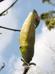 Magnolia 'Ivory Chalice' - Sierboom - Hortus Conclusus  - 4