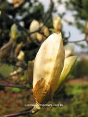 Magnolia 'Ivory Chalice' - Sierboom - Hortus Conclusus  - 5