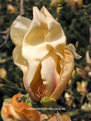 Magnolia 'Ivory Chalice' - Sierboom - Hortus Conclusus  - 6