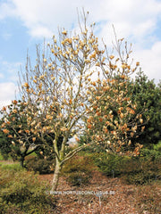 Magnolia 'Ivory Chalice' - Sierboom - Hortus Conclusus  - 7