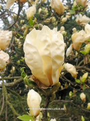 Magnolia 'Ivory Chalice' - Sierboom - Hortus Conclusus  - 9