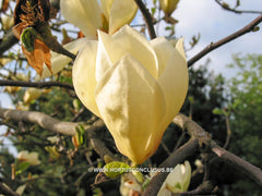 Magnolia 'Ivory Chalice' - Sierboom - Hortus Conclusus  - 10