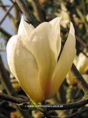 Magnolia 'Ivory Chalice' - Sierboom - Hortus Conclusus  - 11