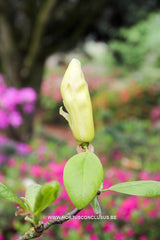 Magnolia 'Ivory Chalice' - Sierboom - Hortus Conclusus  - 12