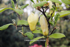 Magnolia 'Ivory Chalice' - Sierboom - Hortus Conclusus  - 13