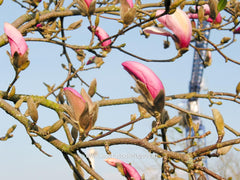Magnolia 'Jane' - Sierboom - Hortus Conclusus  - 1