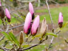 Magnolia 'Jane' - Sierboom - Hortus Conclusus  - 3