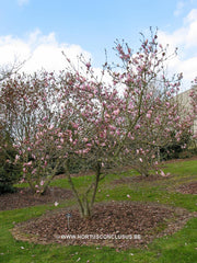 Magnolia 'Jane' - Sierboom - Hortus Conclusus  - 4