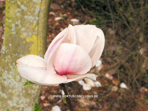 Magnolia 'Joe McDaniel'