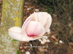 Magnolia 'Joe McDaniel' - Sierboom - Hortus Conclusus  - 1