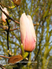 Magnolia 'Joe McDaniel' - Sierboom - Hortus Conclusus  - 2