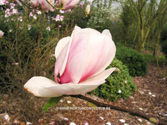 Magnolia 'Joe McDaniel' - Sierboom - Hortus Conclusus  - 4