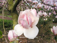 Magnolia 'Joe McDaniel' - Sierboom - Hortus Conclusus  - 5