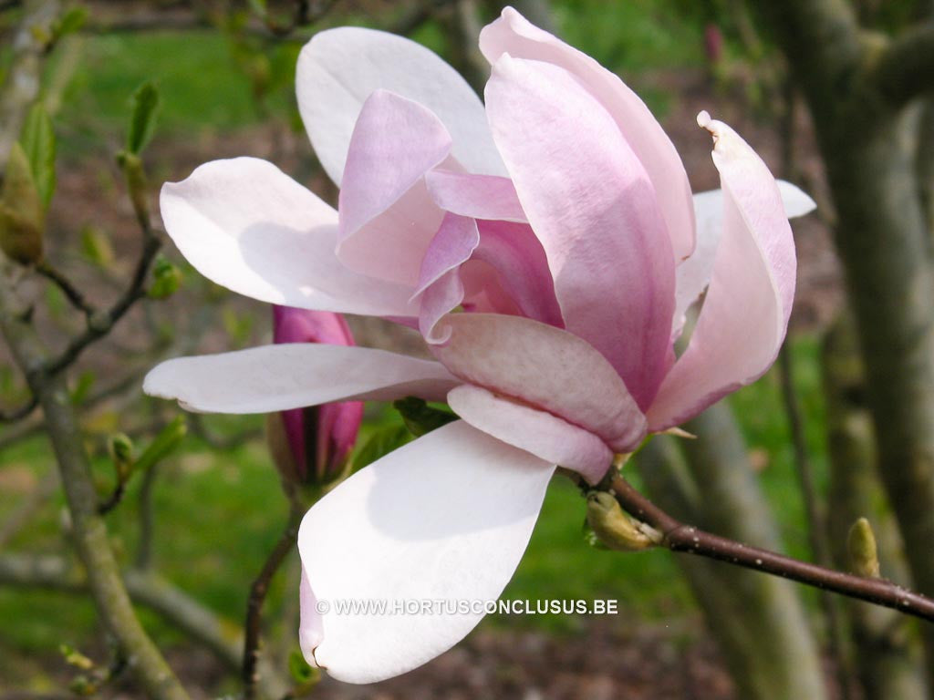 Magnolia 'Judy' - Sierboom - Hortus Conclusus  - 1