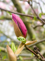 Magnolia 'Judy' - Sierboom - Hortus Conclusus  - 2