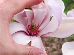 Magnolia 'Judy' - Sierboom - Hortus Conclusus  - 5