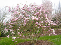 Magnolia 'Judy' - Sierboom - Hortus Conclusus  - 6