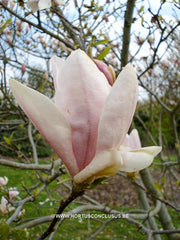 Magnolia 'Judy' - Sierboom - Hortus Conclusus  - 7